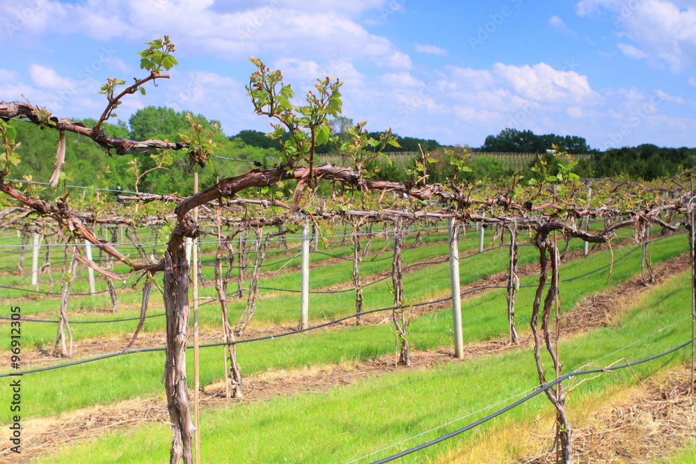 Nebraska vineyard