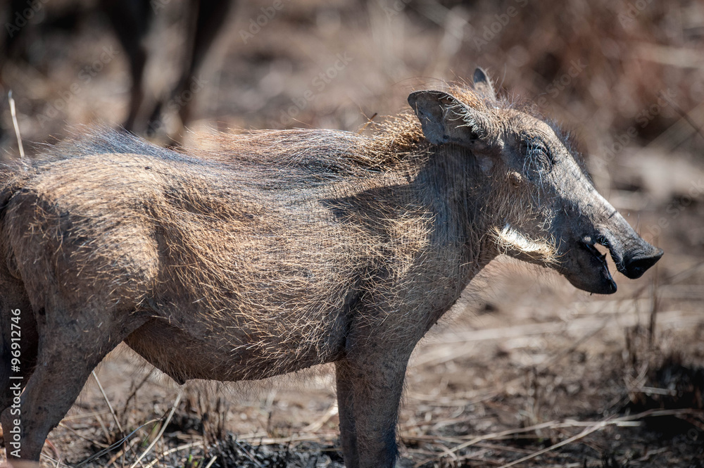 Fototapeta premium Wildschwein im afrikanischen Busch