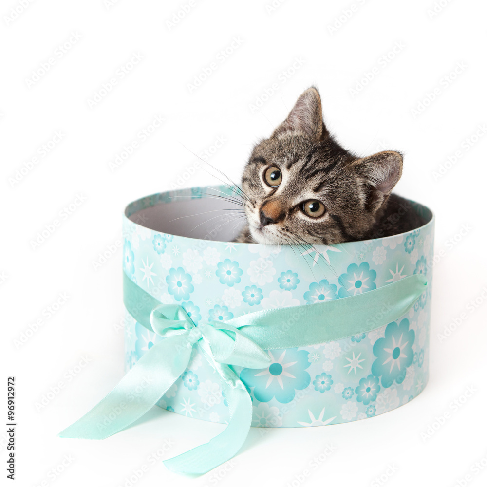 custom made wallpaper toronto digitalStriped kitten with yellow eyes peeking out from blue gift box