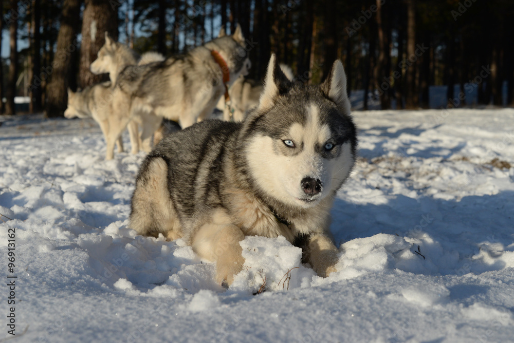 dog breed Siberian Husky lying in the snow