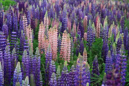 Russell Lupin flowers