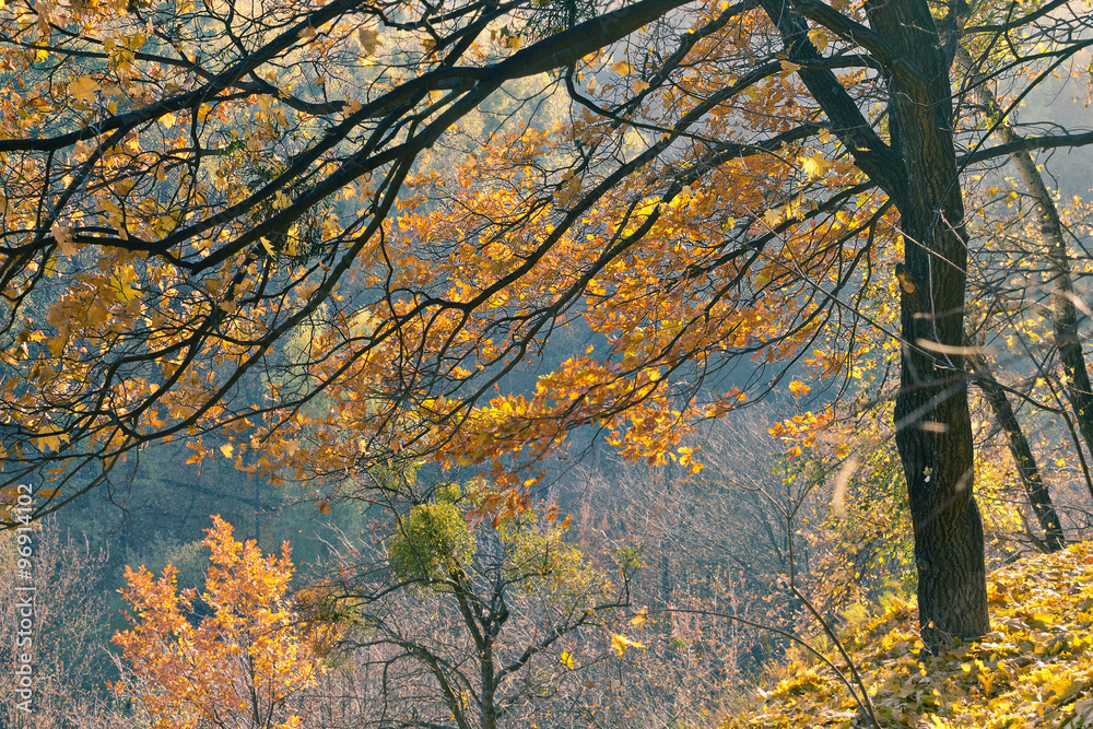 tree with yellow leaves in autumn forest