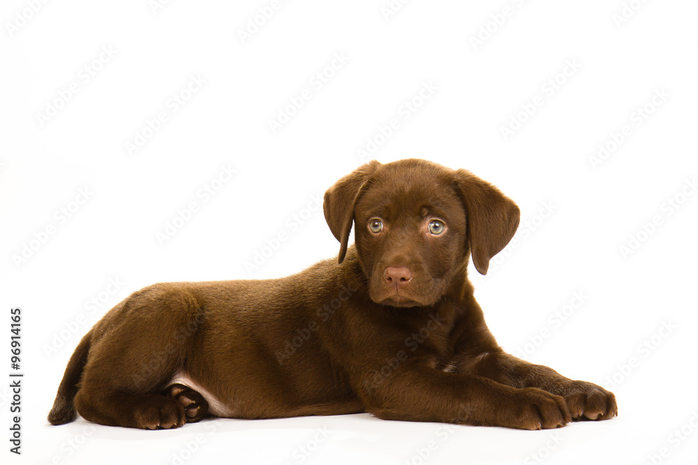 brown puppy labrador lying down