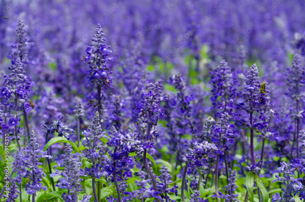 Obraz premium Purple lavender flowers