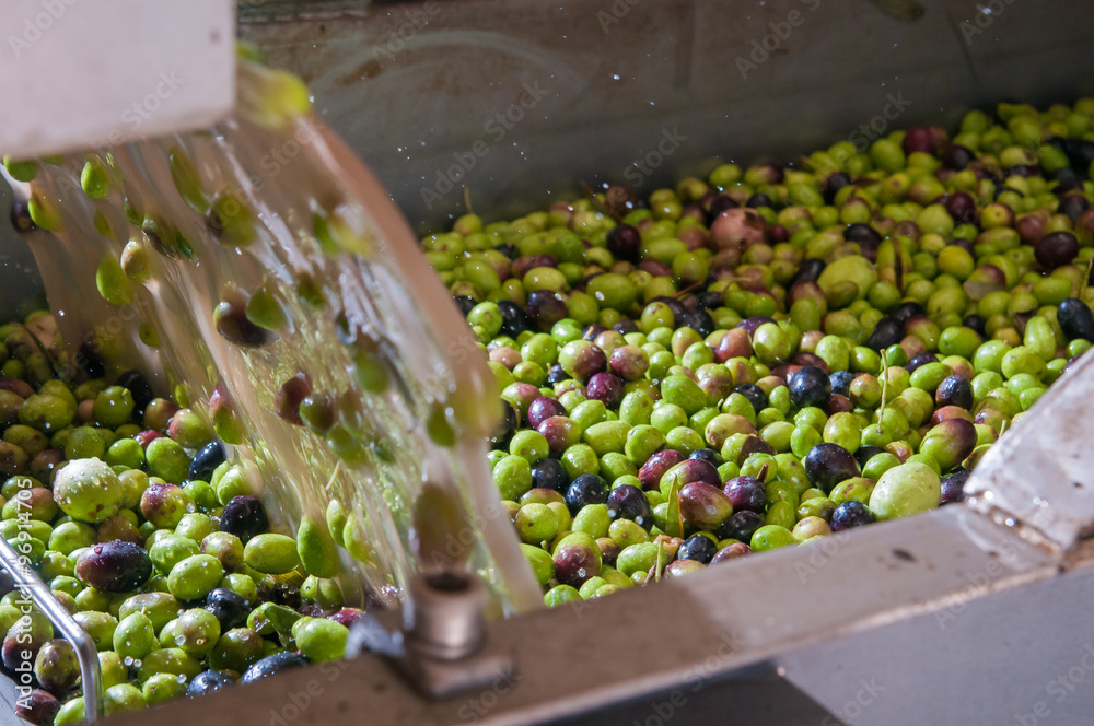 The process of olive cleaning in a modern oil mill
