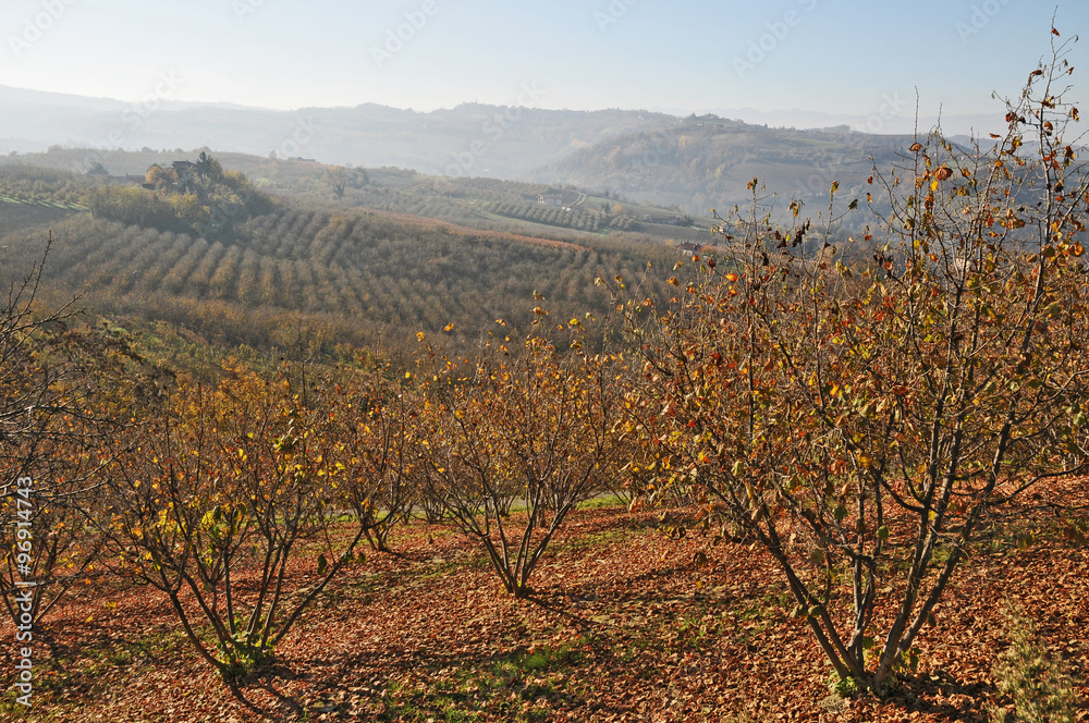 Naklejka premium Noccioleti in autunno a Sinio, Langhe - Piemonte