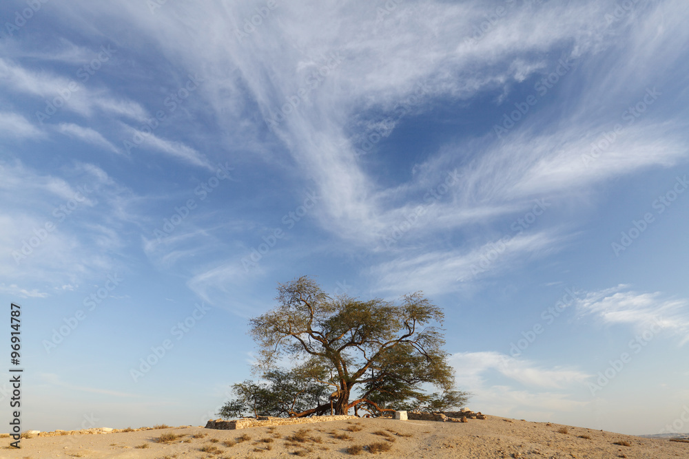 Tree of life, bahrain