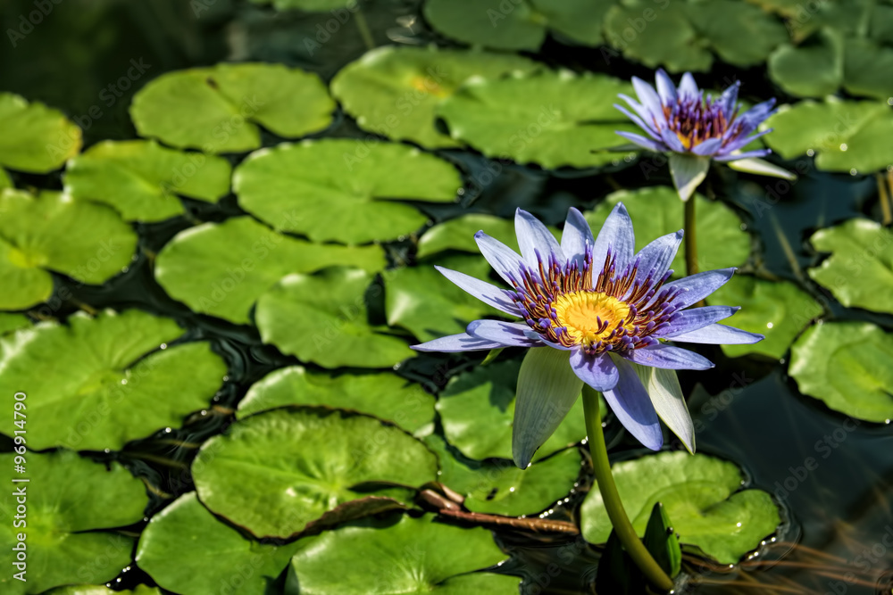 Close-up details of a beautiful water lily (Nymphaea nouchalii var. zanzibariensis)-selective focus. Close-up details of a beautiful water lily (Nymphaea nouchalii var. zanzibariensis)-selective focus.