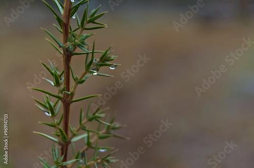 Background with evergreen juniper branch. © uduhunt