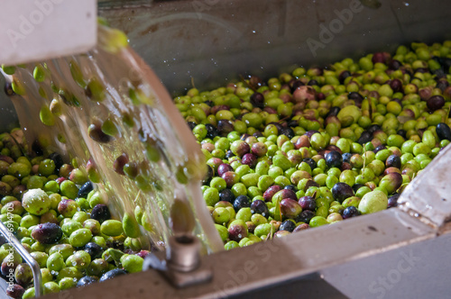 Obraz na płótnie The process of olive cleaning in a modern oil mill w salonie
