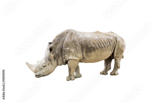 White rhino isolated