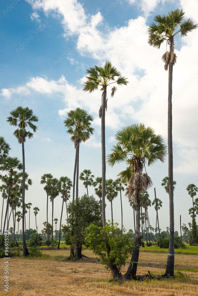 Sugar palm tree