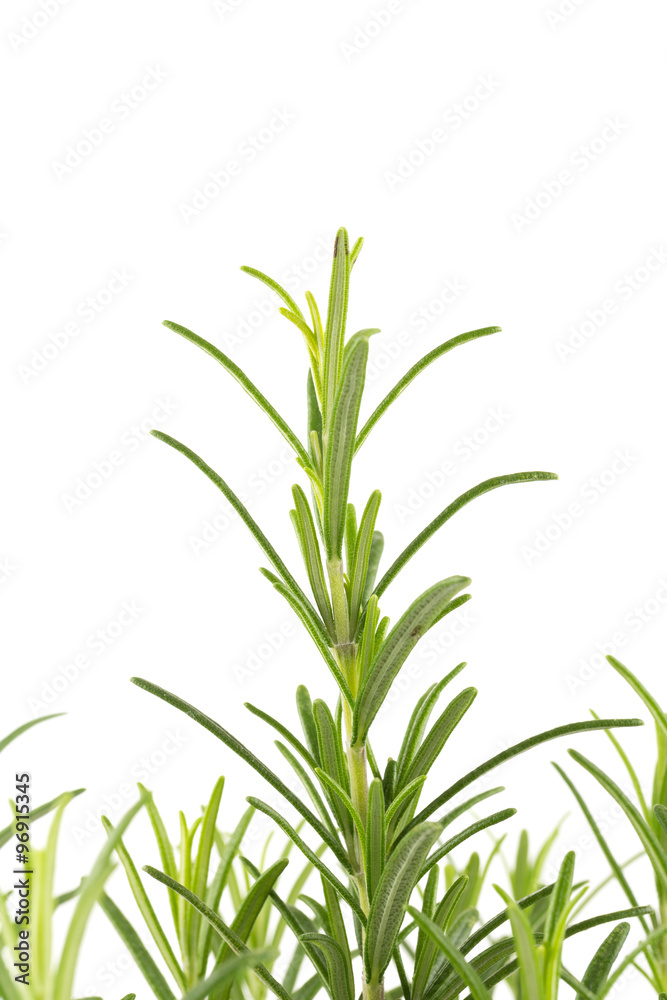 Branches of rosemary on a white background