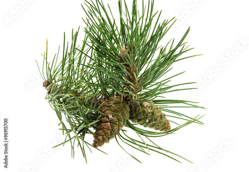 sprig of pine cones