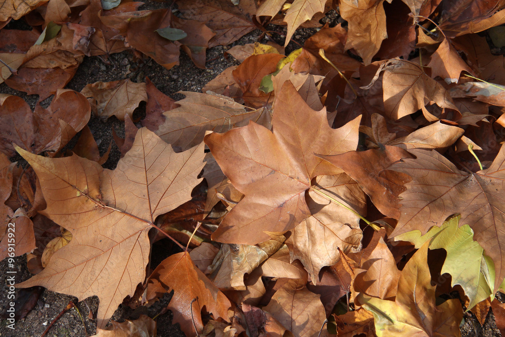 Autumn leaves Autumn leaves