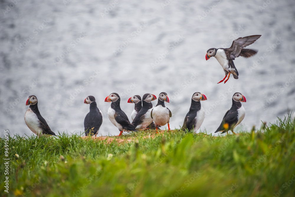 Icelandic puffins at remote islands, Iceland, summer time Icelandic puffins at remote islands, Iceland, summer time