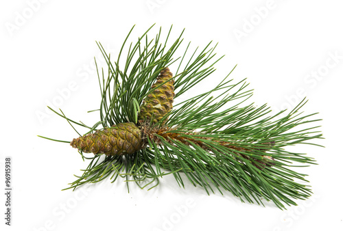 sprig of pine cones © ksena32