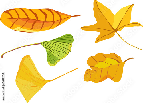 Set of vector drawings of autumn leaves