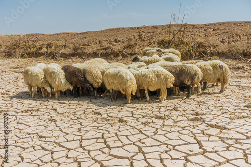 Flock of sheep in Iraqi desert over cracked soil  photo