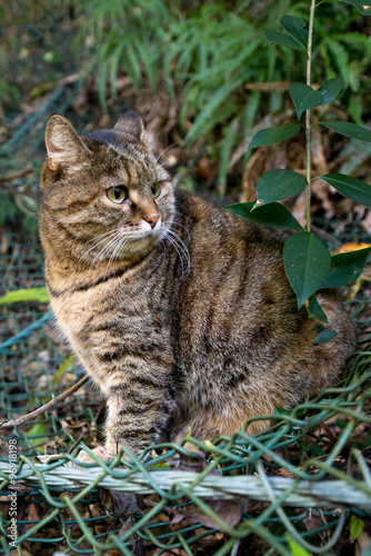 A cat in the nature