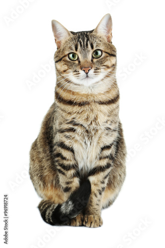 Photo Beautiful cat isolated on a white