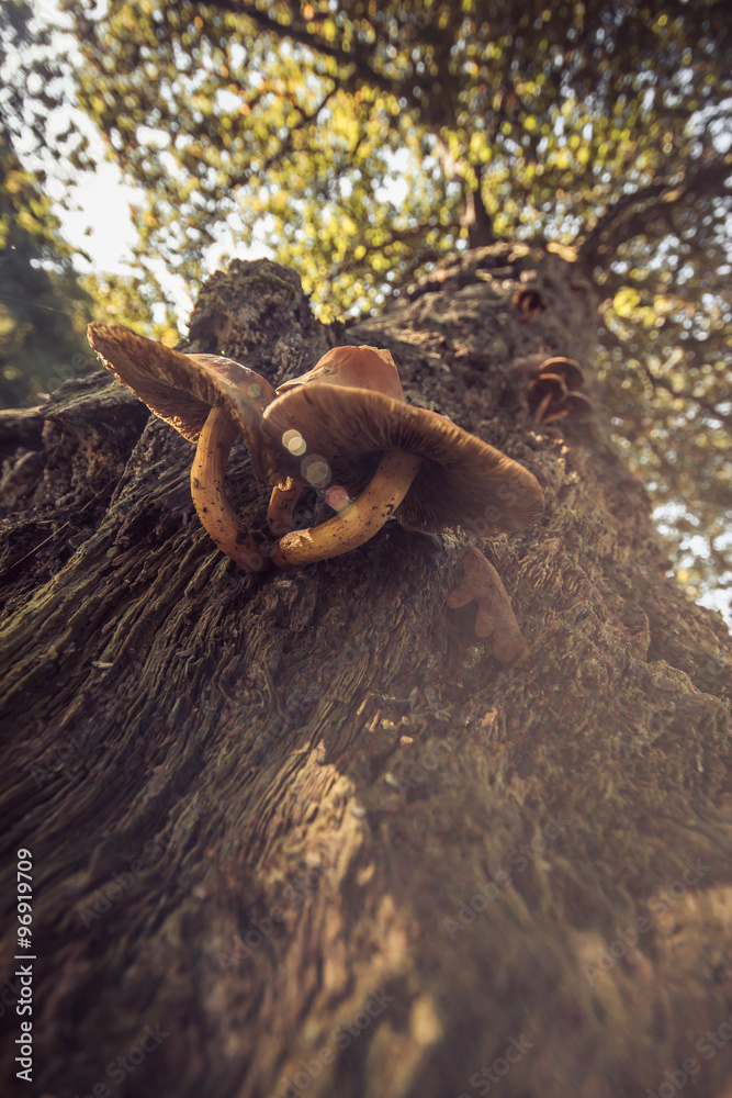 Obraz premium Las, jesień