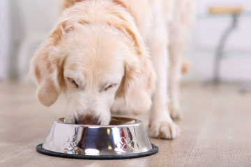 Nice dog eating 
