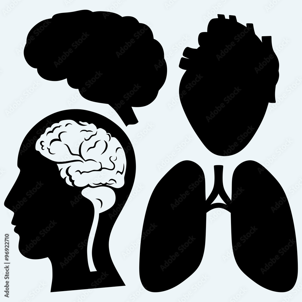 Parts of the body. Heart, lung, head and brain. Isolated on blue ...