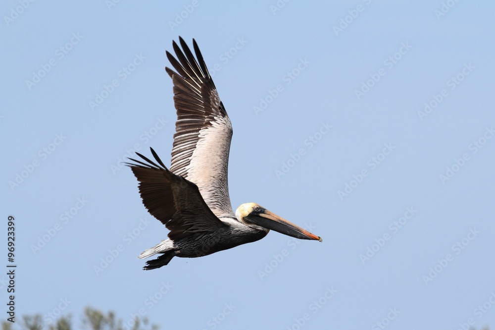 Fototapeta premium Brown Pelican In Flight
