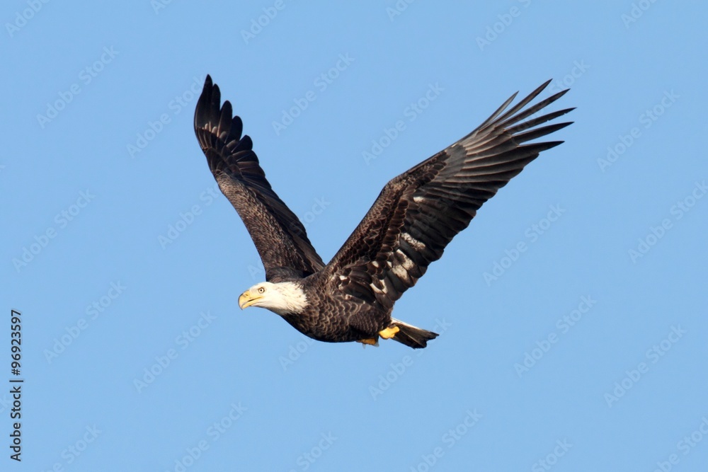 Fototapeta premium Bald Eagle (haliaeetus leucocephalus)