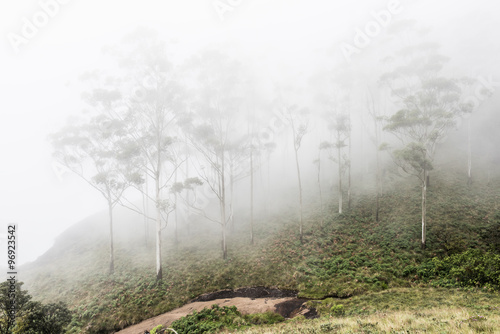 Hill Slopes in Eravikulam Park photo