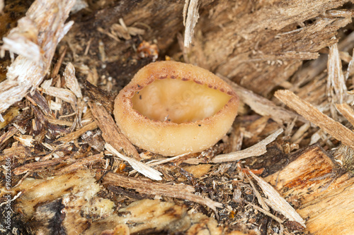 Cup fungi, Peziza growing on wood photo