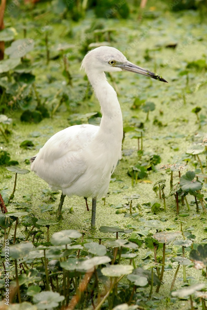 Fototapeta premium Juvenile Little Blue Heron (Egretta caerulea)