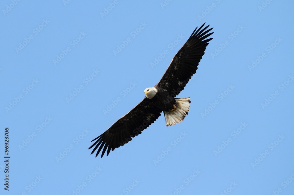 Bald Eagle (haliaeetus leucocephalus) Bald Eagle (haliaeetus leucocephalus)