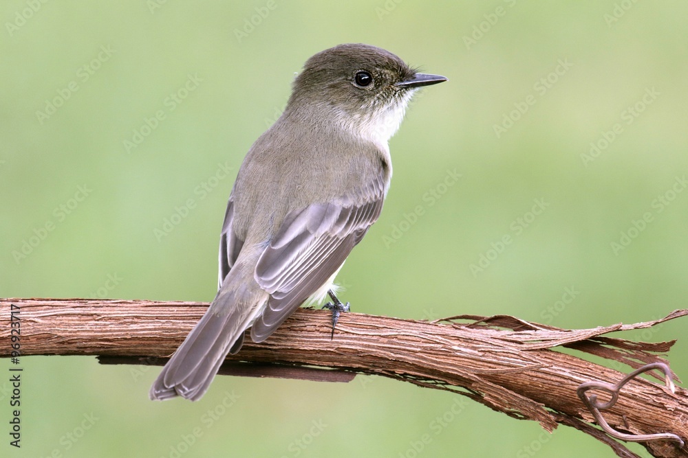 Eastern Phoebe (Sayornis phoebe) Eastern Phoebe (Sayornis phoebe)