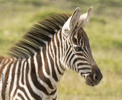 Kenya Africa Amboseli reserve  zebra foal