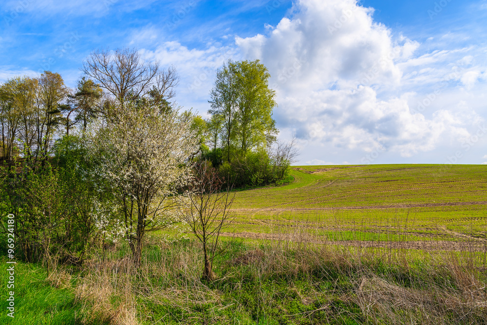 Green field in rural landscape of Poland on sunny spring day, Swietokrzyskie voivodship, Poland Green field in rural landscape of Poland on sunny spring day, Swietokrzyskie voivodship, Poland