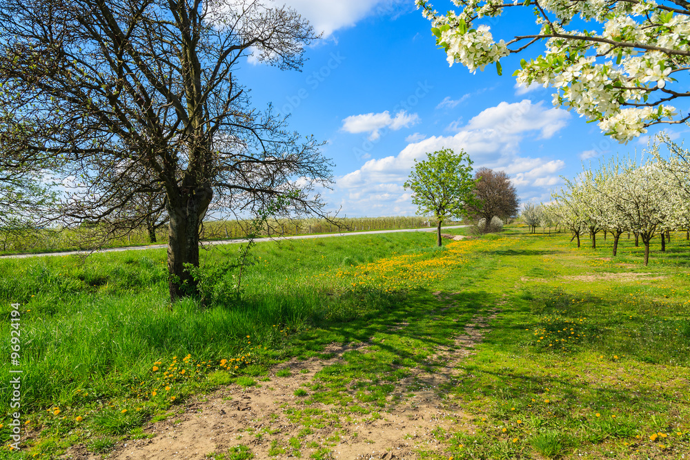 Yellow spring flowers on green filed with blooming trees along rural road, Kotuszow village, Poland