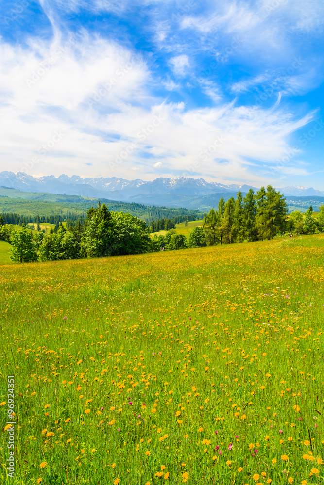 Spring flowers on green meadow with mountains view, Lapszanka, Tatry Mountains