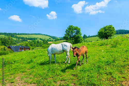 Mother horse and her little foal grazing on green field, Pieniny Mountains, Poland