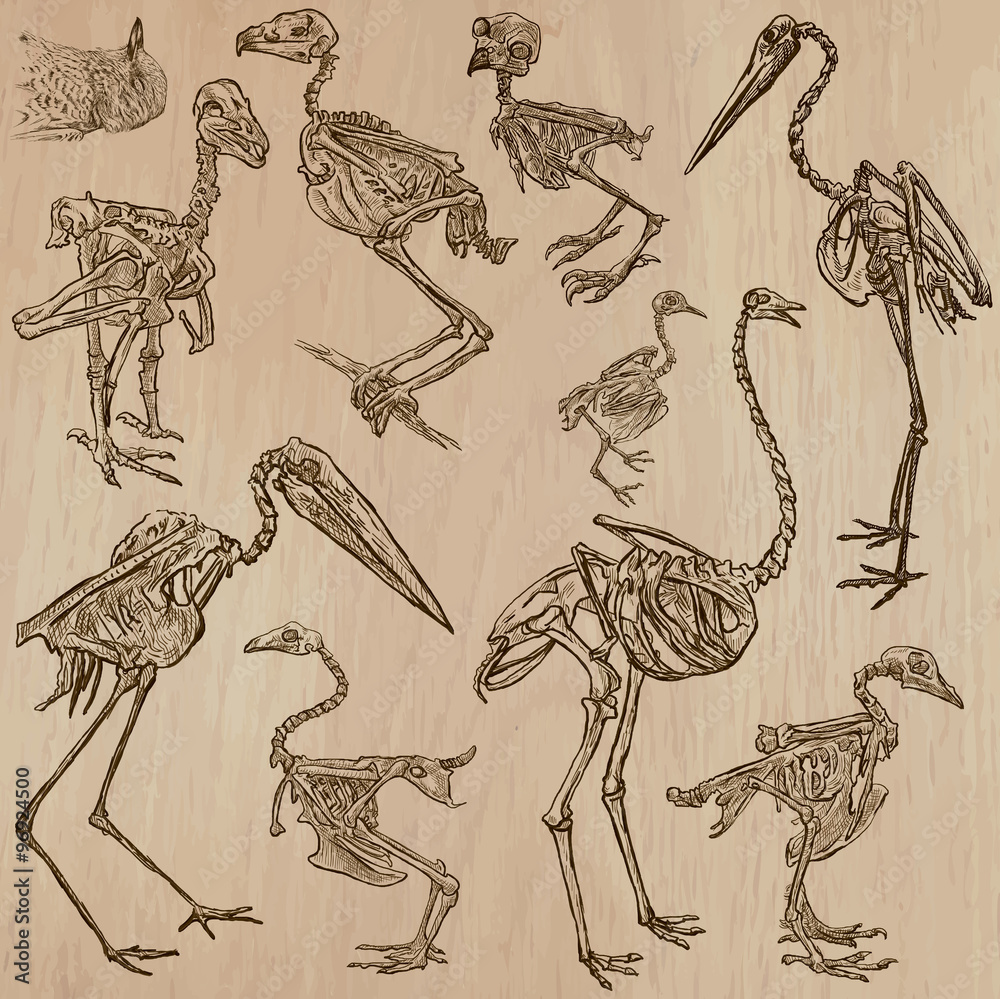 Fototapeta premium Birds Bones, Skeletons - freehands, vector