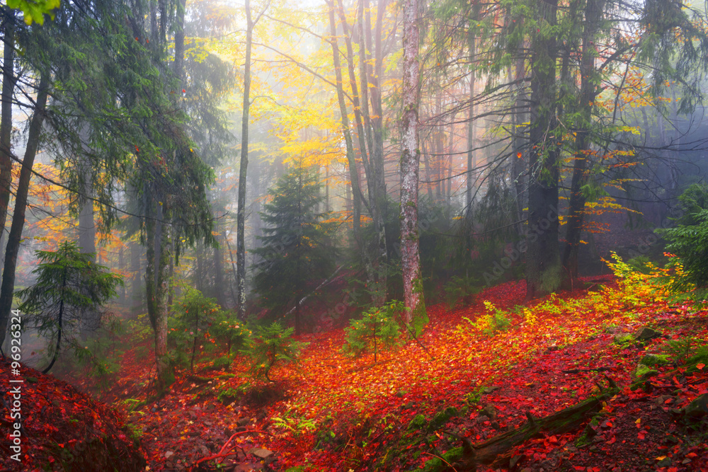 Fototapeta premium autumn mist