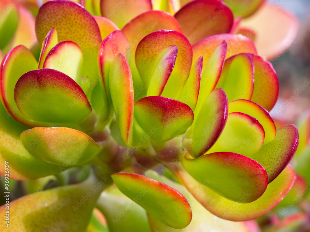 Succulent Close-up / Macro Succulent Close-up / Macro
