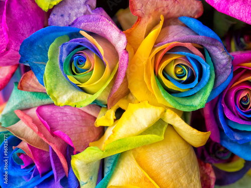 Rainbow roses close-up photo