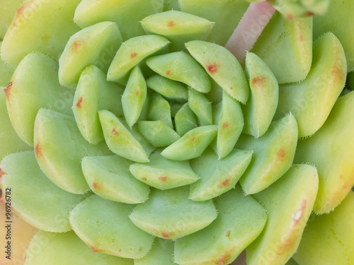 Succulent Close-up / Macro