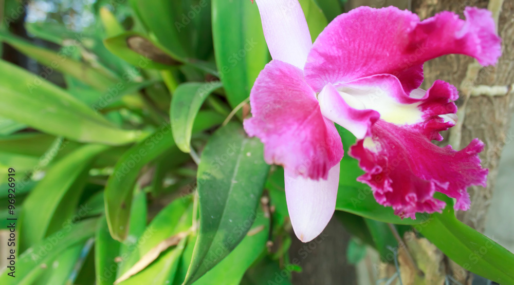 orchid orchid