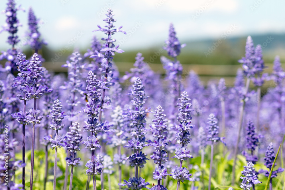 Obraz premium blurred violet flowers on field, lavender flowers background