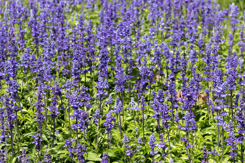 blurred violet flowers on field, beatiful lavender flowers background