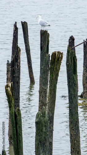 Seagull resting on old pilings