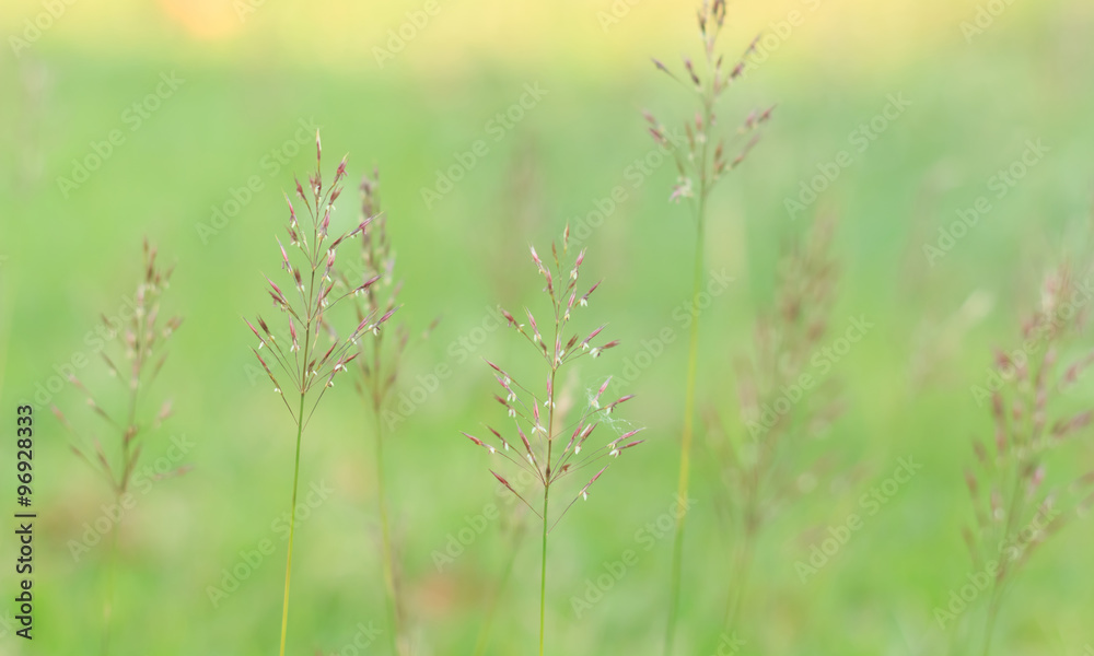 Gold beard grass. Chrysopogon aciculatus (Retz.) Trin.